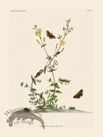 Wilkes Butterflies 019